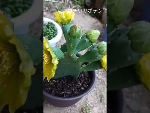 円筒形のオプンティア、Opuntia subulata、Austrocylindropuntia subulata