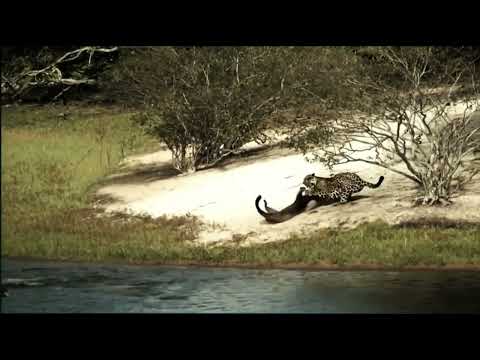 jaguaress attacks a giant otter