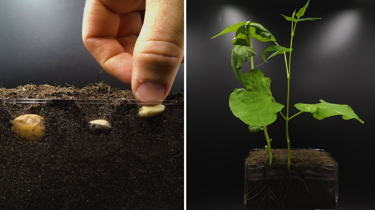 Watch video Growing Beans Time Lapse Now Growing Beans Time Lapse