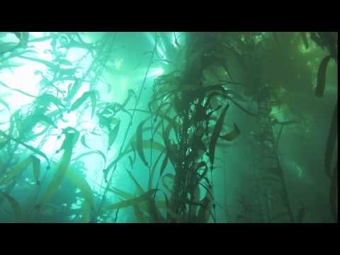 Beautiful Sun Rays thru Kelp