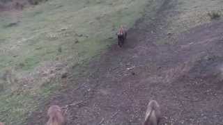 preview picture of video 'BISONBONASUS | Bisontes en San Cebrián de Mudá'