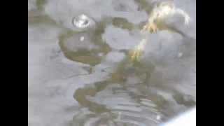 preview picture of video 'Pływająca żaba'
