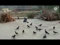इन गर्मियों प्यासे पंछियों को खाना और 