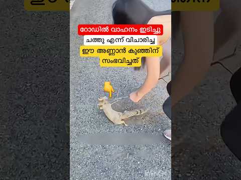 റോഡിൽ വാഹനം ഇടിച്ച ഈ അണ്ണാൻ കുഞ്ഞിന് സംഭവിച്ചത് #shortsfeed #shorts