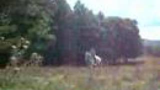 Horse runs me into a tree at a full gallop! WORST FALL ON YOUTUBE