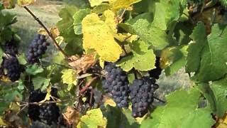 preview picture of video 'Wijngaarden aan het Balatonmeer in Hongarije'