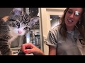 Extraatje voor zwerfkittens op wereldkattendag