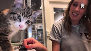 Extraatje voor zwerfkittens op wereldkattendag