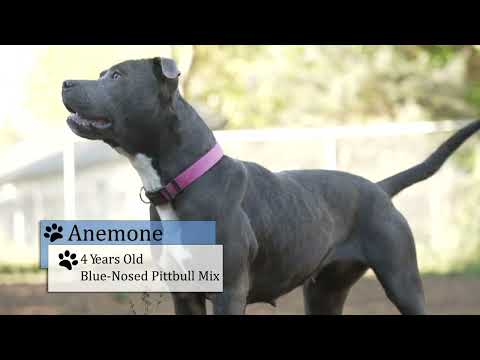 Anemone , an adopted Pit Bull Terrier Mix in Big Rapids, MI_image-1