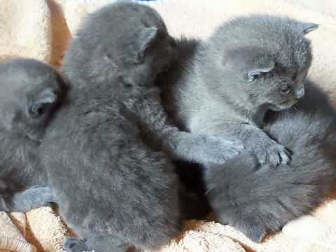Chartreux A Donner Sosanimaux Chartreux A Donner Sosanimaux