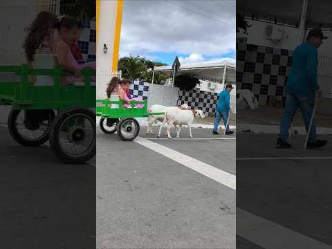 passeio de Carro de Carneiro em Amparo-PB