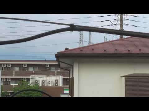 雛を捕食されて追うハクセキレイ