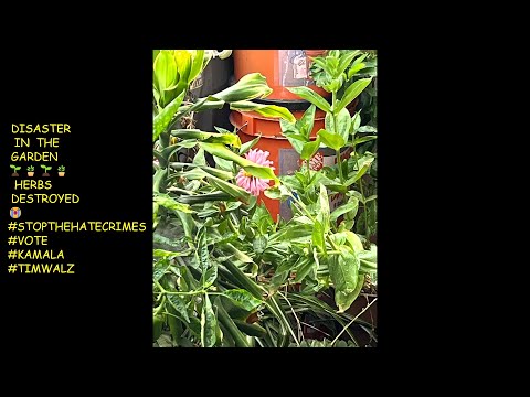 @JENITASBFWELLWISHESGARDENING   #LETSSHAREOURPLANTSUCCESSORDISASTERSTORIES