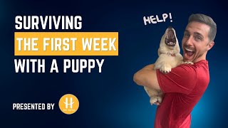 Surviving the first week with a puppy!