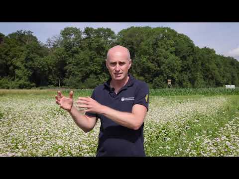 Buchweizen - eine alte Art für neue Zeiten