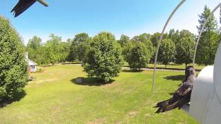 Martins   Crescent entrances   Owl guards
