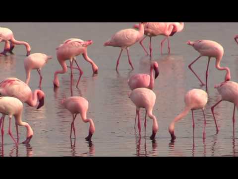 Video Amboseli