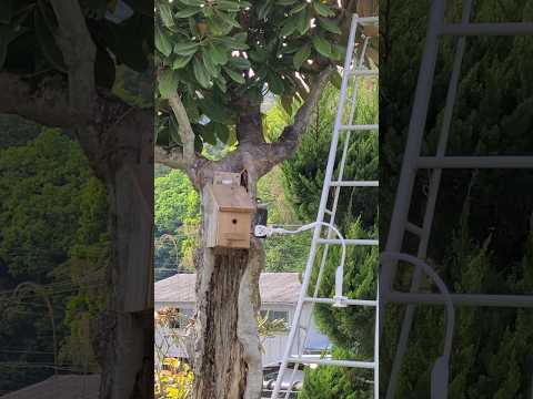 冬にシジュウカラはどこにいますか？渡り鳥なのでしょうか？  庭園