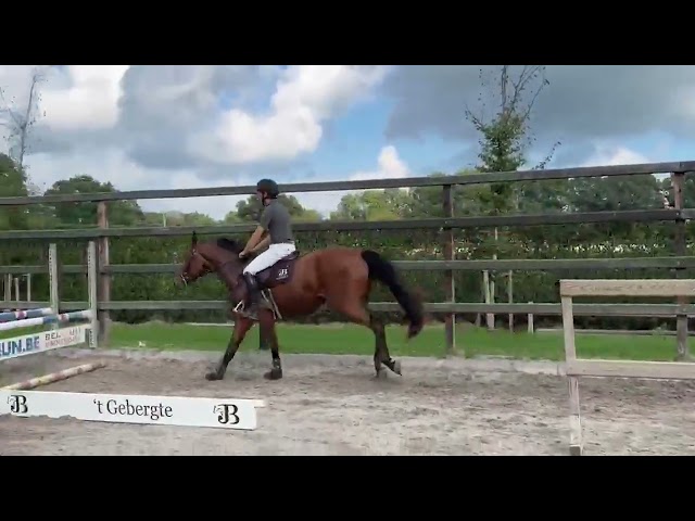 Under the saddle