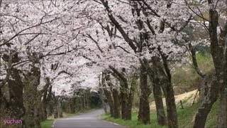 preview picture of video 'Cherry blossom viewin.Tunnel of the cherry blossom. 桜のトンネル 太平山県立自然公園'