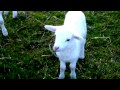 White goat with kid 