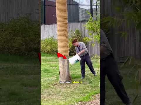 لا تتسلق شجرة أبدًا للهروب من نمر 🐅 #shorts #shortvideo