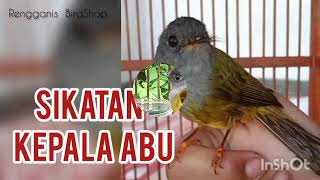 Download lagu Sikatan Kepala Abu Gacor Tembakan Pedasss mp3