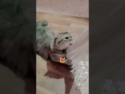 chhod do Aanchal 🥰#cat #shortvideo #funny #like #yutubeshorts #youtube .