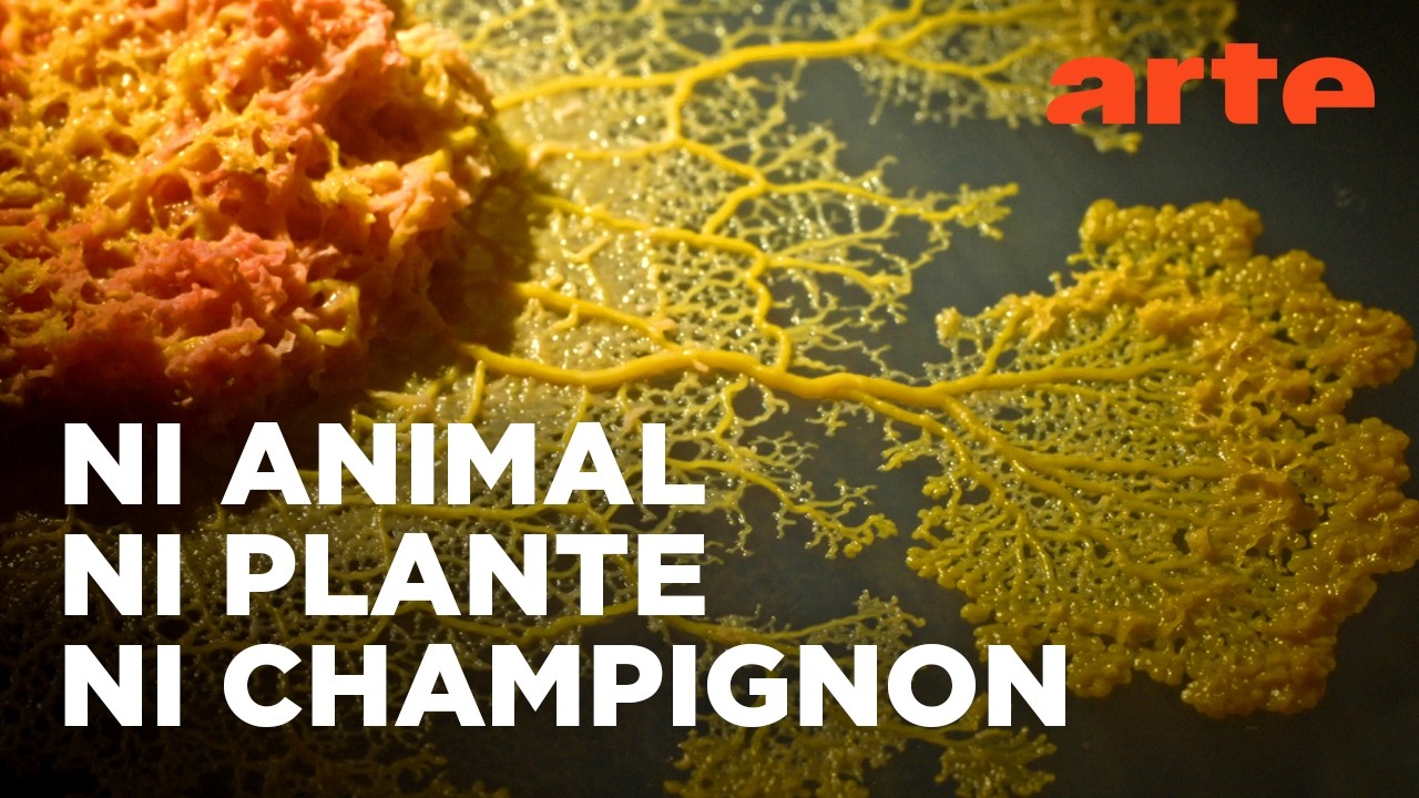 Le blob, un génie sans cerveau | Documentaire | ARTE