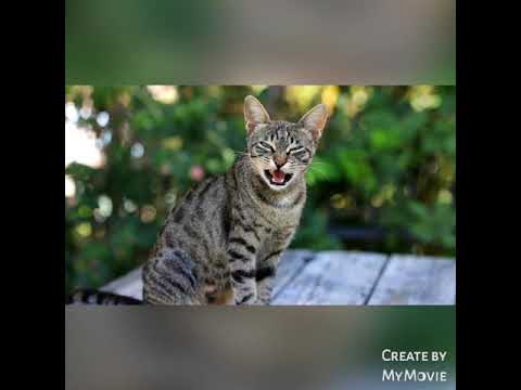 Baby cats- cute and funny baby cats video