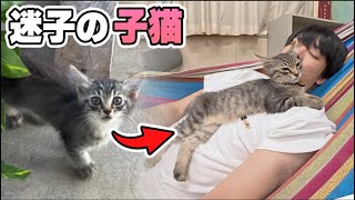 学校にやってきた迷子のネコ【その後】