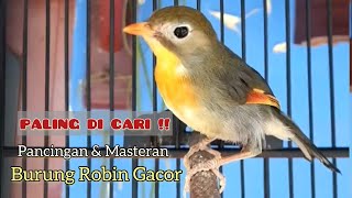 Download lagu Burung robin gacor istimewa ampuh buat masteran & pancingan mp3