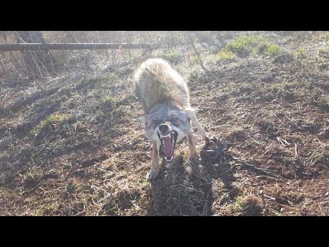 Missouri trapping.coyote # 5