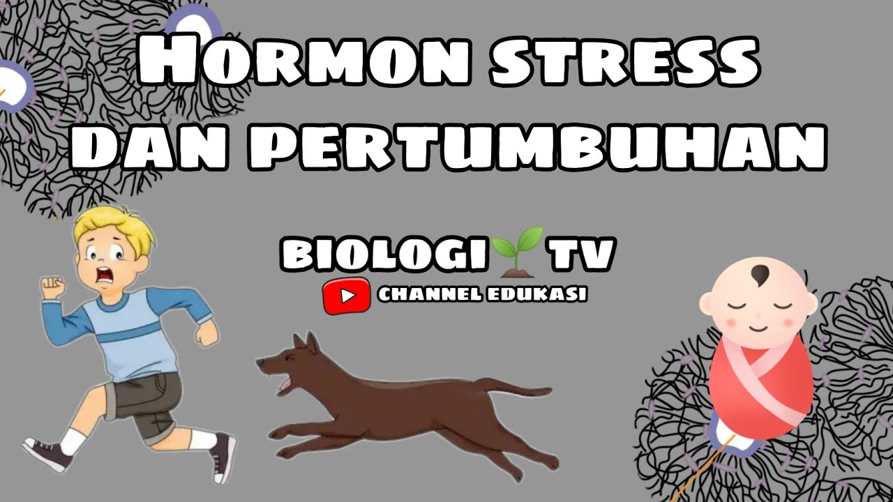 Hormon pertumbuhan dan hormon stress. Biologi sma kelas 11. bab. sistem endokrin/hormonal
