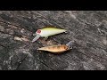 Cheerful fishing lure for perch & trout: bright vs dark ...