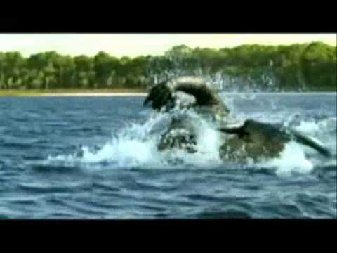 Deinosuchus vs Sarcosuchus