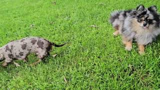 08242025 Five Minutes of Puppy Playtime