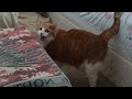 Cat Has A Tantrum For Dad Going To Bed
