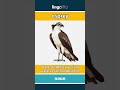 osprey - a large bird that dives into... video thumbnail