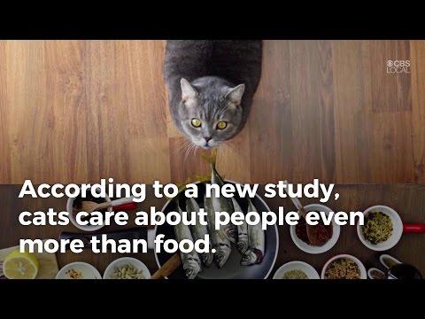 Study: Cats Really Do Care About Their Humans