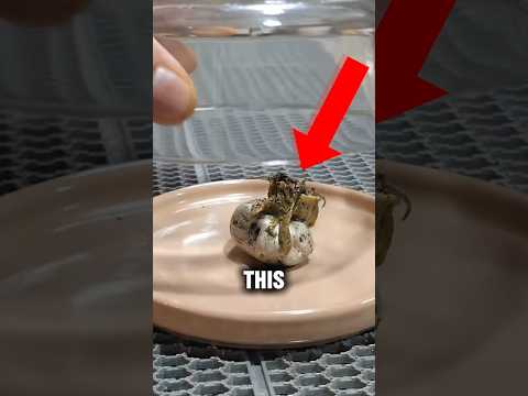 Did a Meteorite Bring Alien Life to Earth?