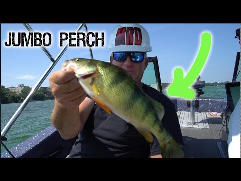 How to Catch Perch in Summer! (Tips-Tricks)