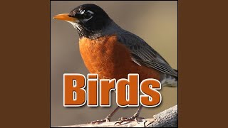 Sound Effects Library - Bird, Blue Jay video