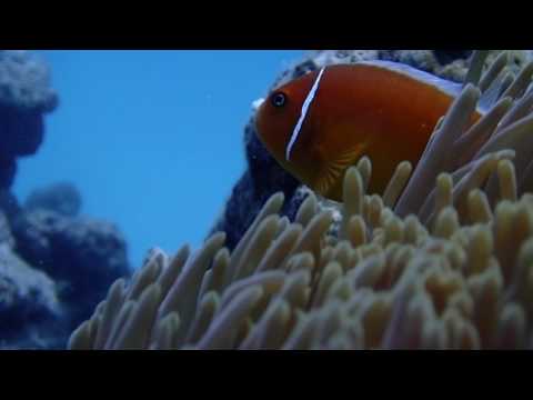 Centro de mergulho Plongée Île des Pins Kunie