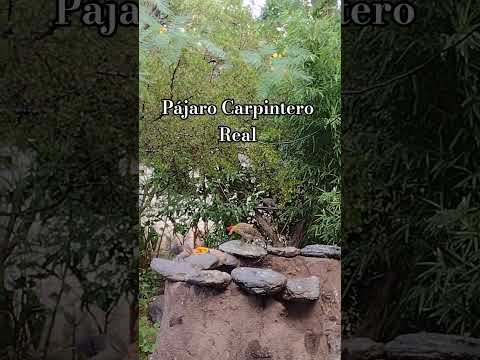 Pájaro Carpintero Real.Los Molles.San Luis🇦🇷