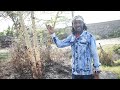 How Smoking An Acacia Tree Stick Can Help You Quit Smoking Cigarettes