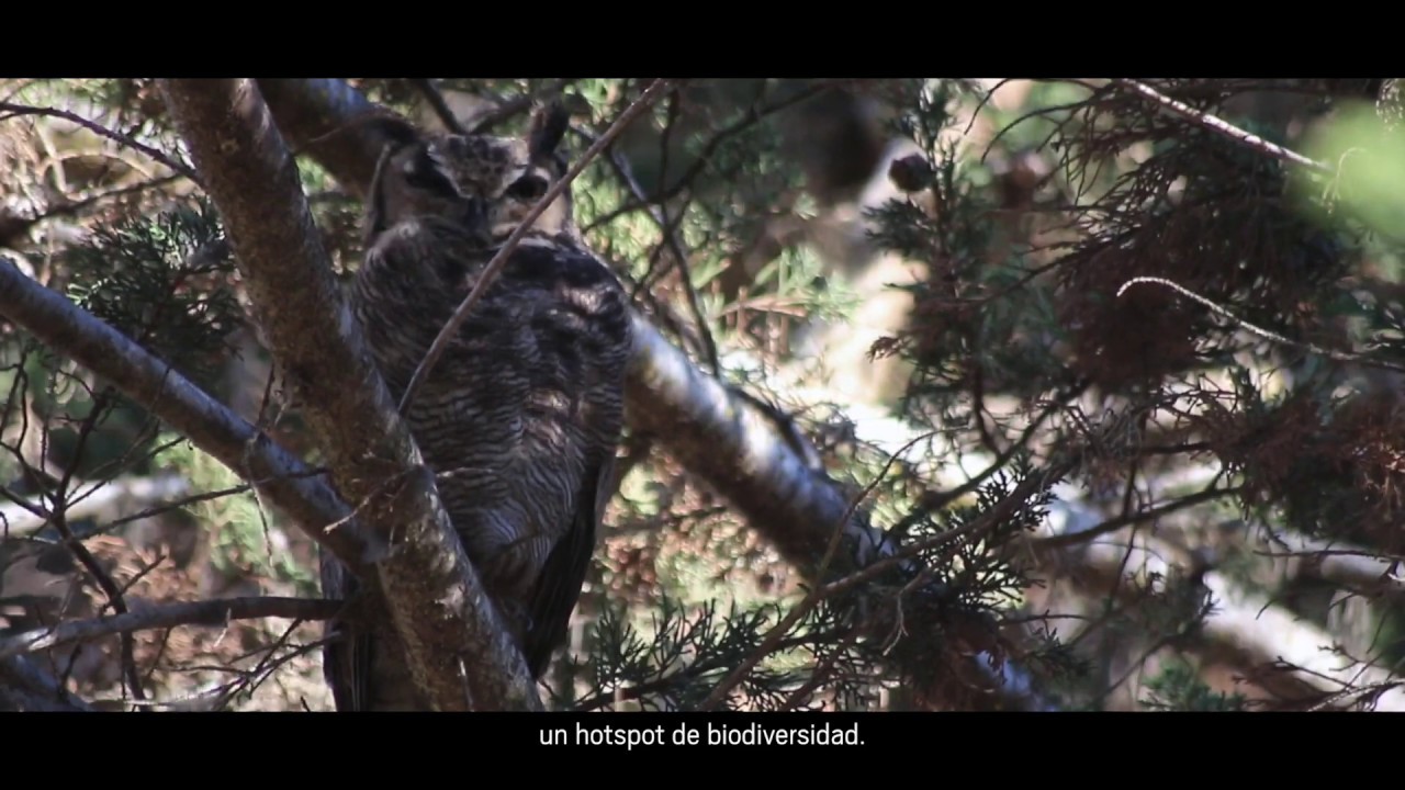 30 años de investigación del matorral semi-árido del Parque Nacional Bosque Fray Jorge