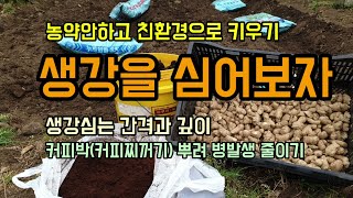 생강농사 생감심는 방법 간격 항균력이 탁월한 커피찌꺼기(커피박)를 이용하여 병발생을 줄여봅니다.