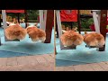 Cute Corgi Dogs Swinging On Swing In Playground