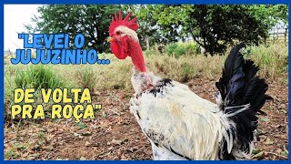 LEVEI o JUJUZINHO de Volta para ROÇA 